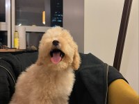 Maltipoo yılbaşı hediyeniz hazır mı?