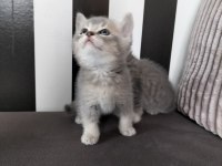 British shorthair blue golden ay11 erkek yavru