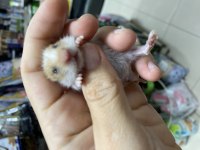 Yavru hamsterlar 