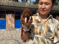 Korea Poodle Bebeklerimiz