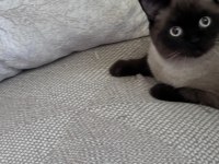 PABLO 1 YAŞINDA ERKEK SİYAM KEDİSİ