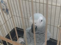 PETSHOP KUŞU DEĞİLDİR ÖZEL BİR JAKODUR