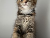 Minik Dev Maine Coon Prenses İsabella
