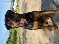 11 aylık kısır sağlıklı rottweiler