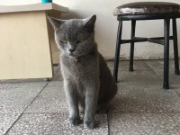 British Shorthair