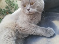 Yetişkin Erkek British Shorthair