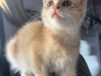 Golden ny12 british shorthair