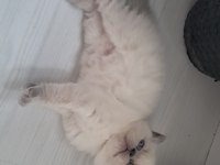 British shorthair blue point yavrularımız