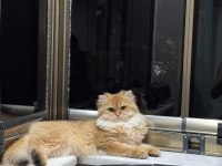 Dişi 1.5 yaşında çok uslu cana yakın british longhair