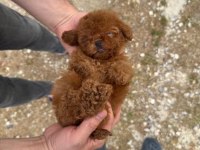 Kore Teacup Poodle Yavrularımız