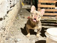 New shade isabella tan erkek french bulldog