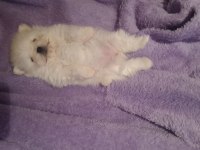 A Kalite Pomeranian Bebeklerim
