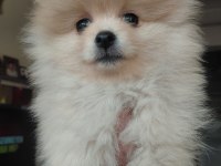 Pomeranian bebek köpeğimiz