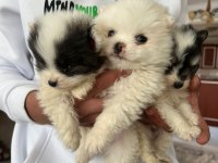 Pomeranian dişi ve erkek yavru