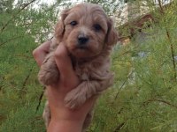F1 0 NUMARA MALTİPOO YAVRULARIM HAZIR