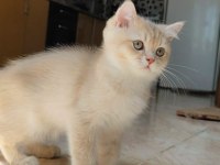 Kedimiz yeni yuvasını arıyor
