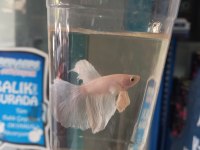 Satılık Betta Balıkları