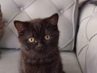 3 aylık siyah ve kahverengi british shorthair