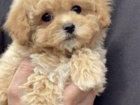 Toy Poodle Safkan Köpeğimiz