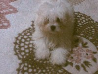 Terrier Maltese