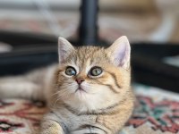 British shorthair yavru erkek dişi