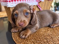Birbirinden Güzel Dachshund Yavrularımız