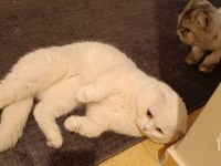 Erkek damızlık bembeyaz scottish fold