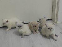Kendi kedimin yavruları