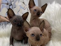 Özenle Yetiştirilen Sphynx Bebekler