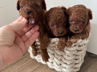 Orijinal Toy Poodle Köpeği