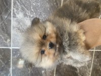 Orjinal ayı surat pomeranian boo yavrular