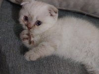 2 Aylık Dişi Safkan Scottish Fold