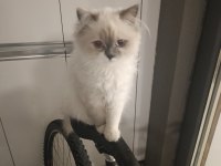 Ragdoll Dişi Konyada