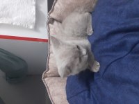Kedimiz malzemeleri ile birlikte verilecektir