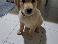 3 Aylık Yavru Golden Retriever