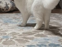 1 Yaşında British Shorthair Sahiplendirilecektir