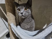 KEDİM LUNAYI SAHİPLENDİRİYORUM
