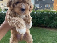 MALTİPOO YAVRULARI