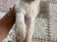 2,5 Aylık Siyam Kedisi Yavrusu