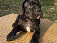 Şecere belgeli ırk ve sağlık garantili cane corso yavrular