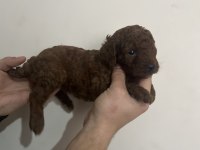 Toy poodle yavru köpeğimiz