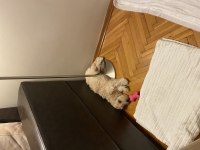 Dişi Maltipoo