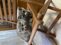 Scottish fold ve british blue point yavrular