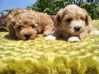 Maltipoo yavrularımız