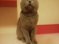British shorthair uysal kedimiz