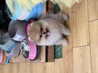 Sevimli Pomeranian Çocuk Darchi