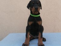 Evinizin neşesi doberman bebişler her yere kapıda öde