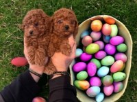 Dişi erkek toy poodle yavrular