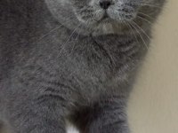 6 Adet Scottish Fold