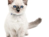 SAFKAN RAGDOLL YAVRULARIMIZ
